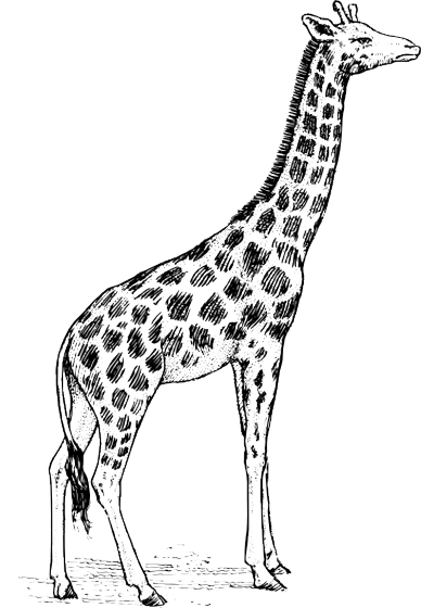 2 coloring pages: a turtle and a castle